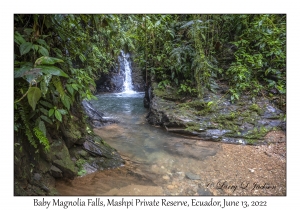 Baby Magnolia Falls