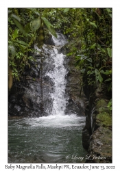 Baby Magnolia Falls