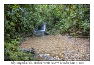 Baby Magnolia Falls