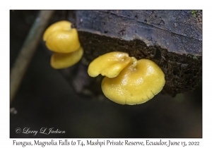 Fungus