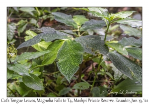 Cat's Tongue Leaves