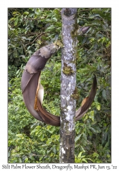 Stilt Palm Flower Sheath