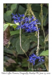 False Coffee Flowers