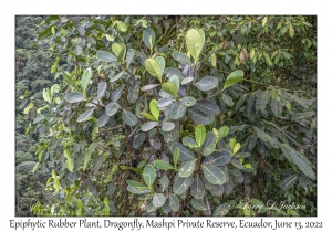 Epiphytic Rubber Plant