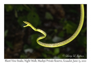 Blunt Vine-Snake