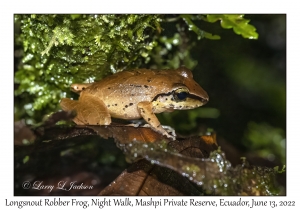 Longsnout Robber Frog