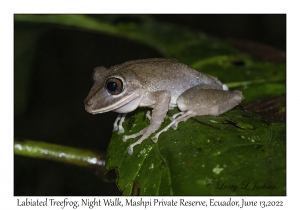 Labiated Treefrog