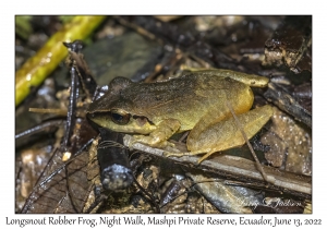 Longsnout Robber Frog