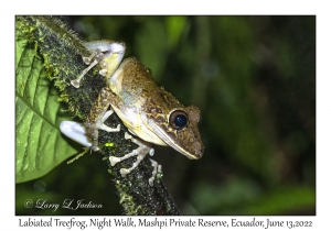 Labiated Treefrog