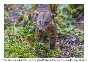 Western Mountain Coati