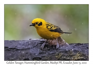 Golden Tanager