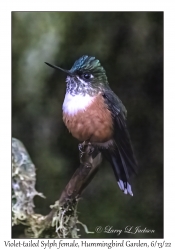 Violet-tailed Sylph female