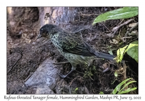 Rufous-throated Tanager female