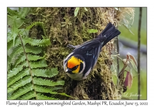 Flame-faced Tanager