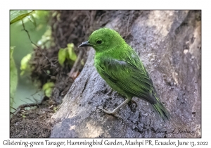 Glistening-green Tanager