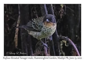 Rufous-throated Tanager male