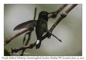 Purple-bibbed Whitetip