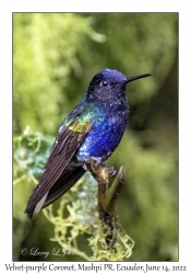 Velvet-purple Coronet