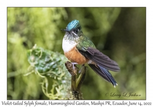Violet-tailed Sylph female