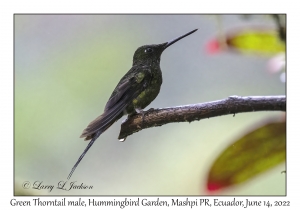 Green Thorntail male