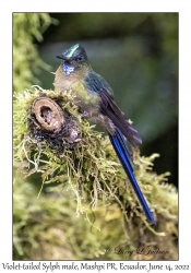 Violet-tailed Sylph male