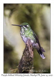 Purple-bibbled Whitetip female