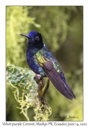 Velvet-purple Coronet