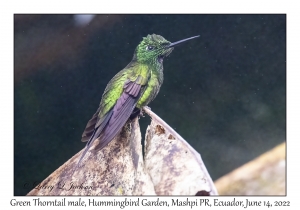 Green Thorntail male