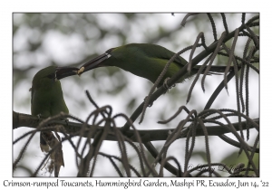 Crimson-rumped Toucanets