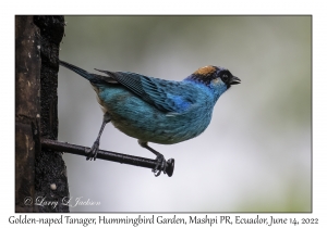 Golden-naped Tanager