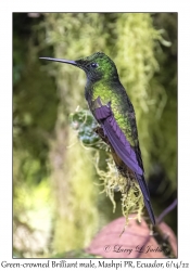 Green-crowned Brilliant male