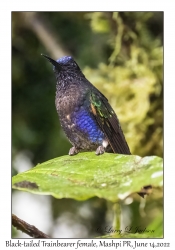 Black-tailed Trainbearer female