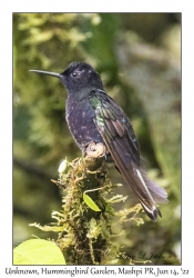 Unknown Hummingbird