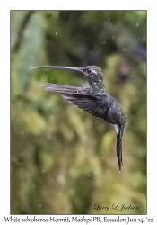 White-whiskered Hermit