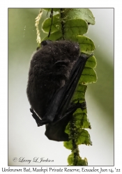 Unknown Bat