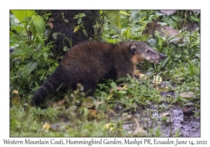 Western Mountain Coati