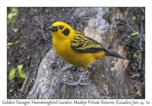 Golden Tanager