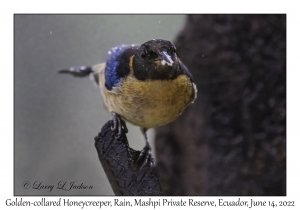 Golden-collared Honeycreeper