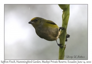 Saffron Finch