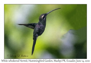 White-whiskered Hermit