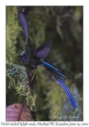 Violet-tailed Sylph male