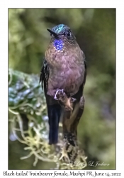 Black-tailed Trainbearer female