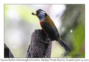 Toucan Barbet