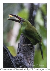 Crimson-rumped Toucanet