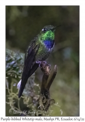 Purple-bibbed Whitetip male