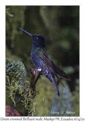 Green-crowned Brilliant male