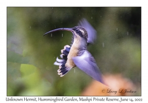 Unknown Hermit