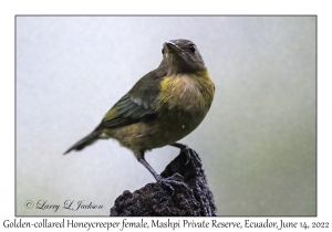 Golden-collared Honeycreeper female