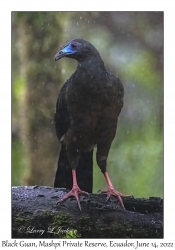 Black Guan