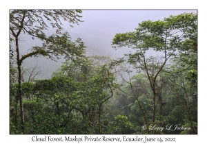 Cloud Forest